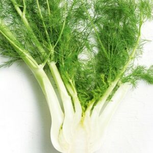 FENNEL